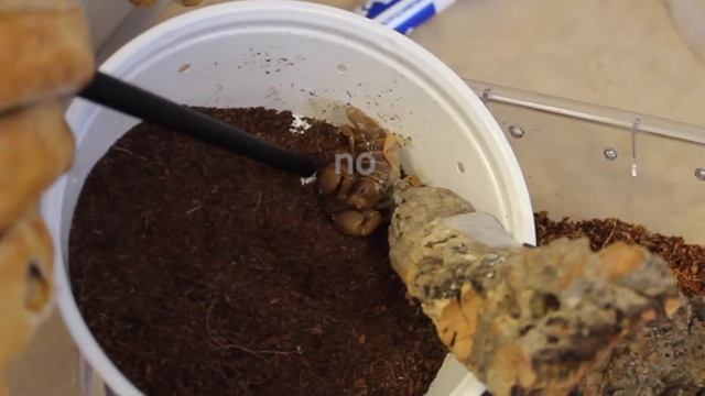 OUR NEW ARACHNID [] Future of Channel смотреть онлайн