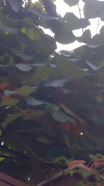 Киви 🥝 в октябре, город Сочи #garden #summer #дача #киви #сочи смотреть онлайн