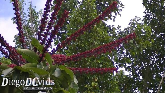 Schefflera Actinophylla Octopus Tree (Araliaceae) Árvore-guarda-chuva