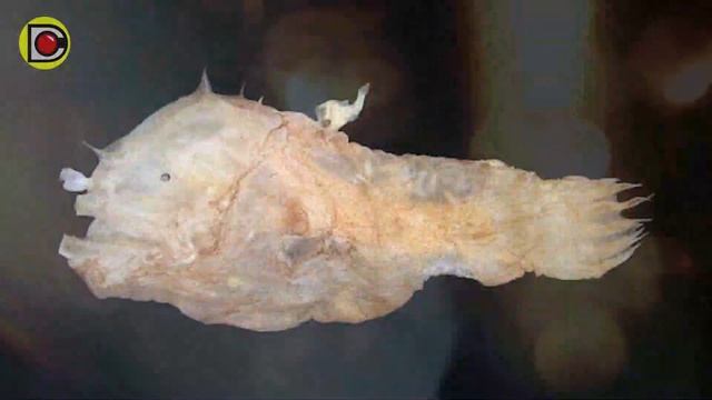 Las 10 Criaturas Marinas Más Extrañas Jamás Encontradas | Criaturas de las profundidades | DCurioso смотреть онлайн