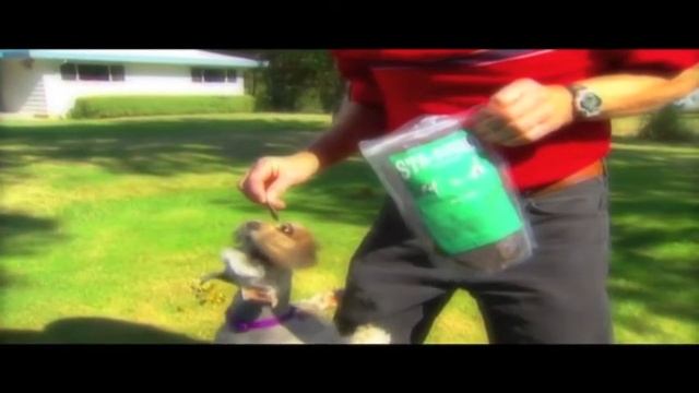Glucosamine MSM For Dogs Joint Pain | Arthritis Hip Dysplasia смотреть онлайн