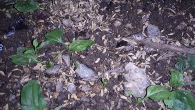 シデムシの幼虫 смотреть онлайн