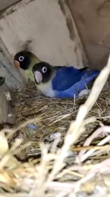 Love Bird