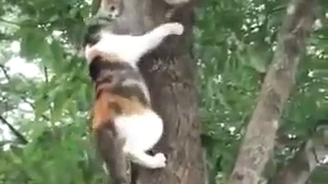 Кошка спасла котенка смотреть онлайн