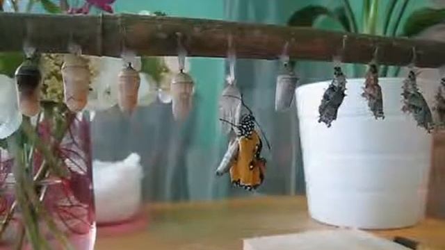 Danaus chrysippus - Emergence time lapse смотреть онлайн