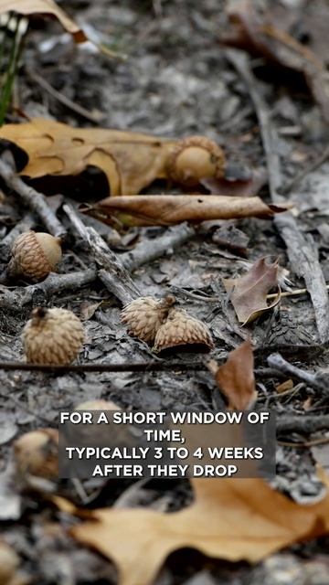 Are Red Oaks BETTER Than White Oaks?! #shorts смотреть онлайн