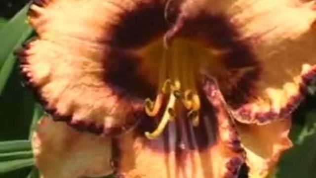 ADAMAS смотреть онлайн