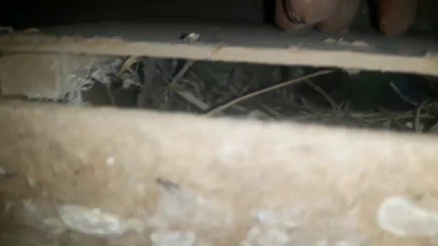 UYDAGI QUSHLARIM SO'RAGANLAR UCHUN смотреть онлайн