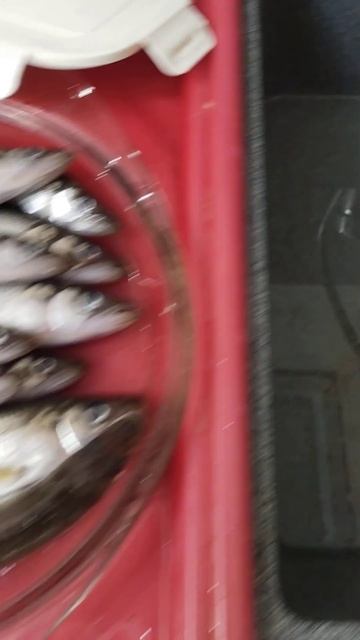 Корюшка свежая часть 2