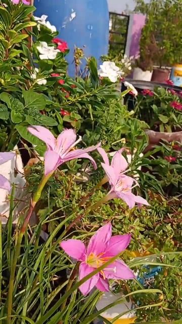 pink Lily with lovely song 💝 смотреть онлайн