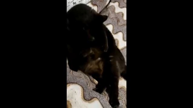 Пузо не обуза