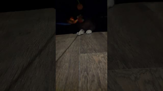 его зовут Рыжик🤭 смотреть онлайн