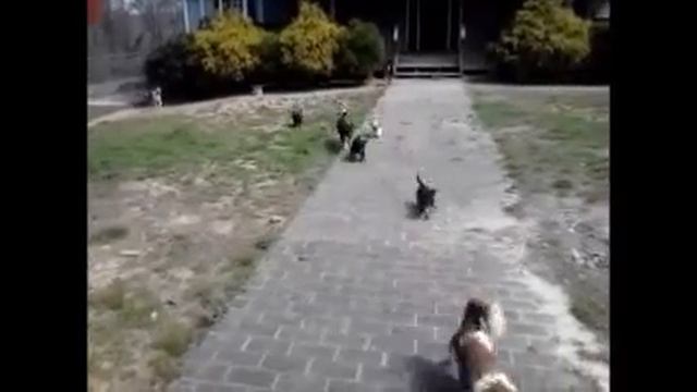 Video of adoptable pet named Tara B смотреть онлайн