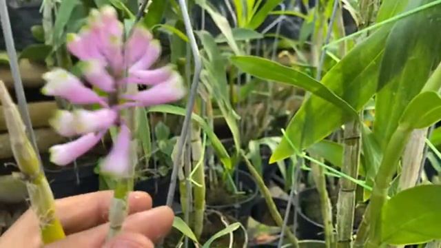 Promo special beli cattleya bonus dendro смотреть онлайн