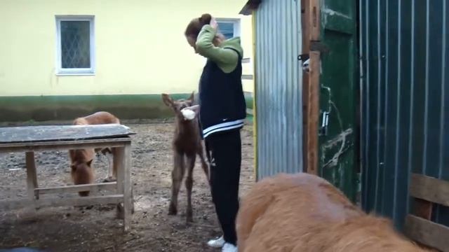 Троша смотреть онлайн