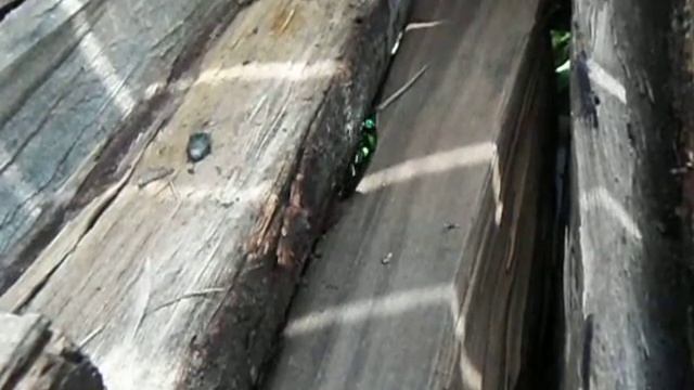 玉虫の産卵！？　１／２ смотреть онлайн