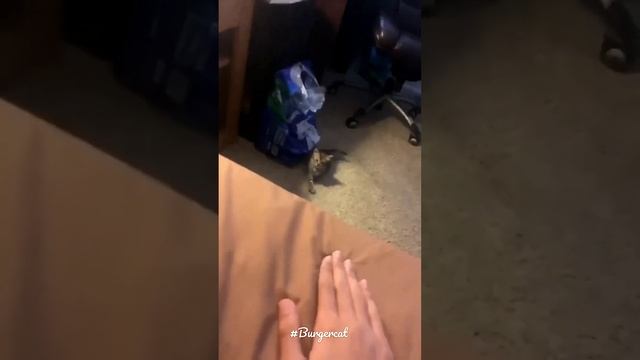 Funny video animals🐱| Video cats🐈| Смешные видео с животными. Видео с котиками. смотреть онлайн