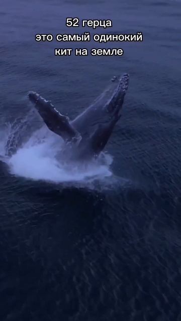 #shortsvideo #video #shorts #love #whale #girl смотреть онлайн