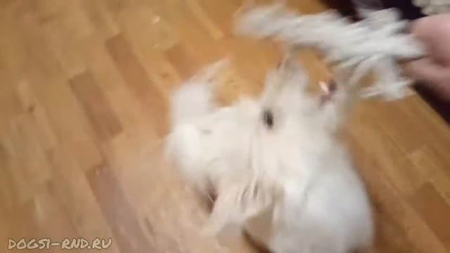 Белые начинают и выигрывают. Эльза побеждает меня и верёвочку. 31.01.2021 смотреть онлайн