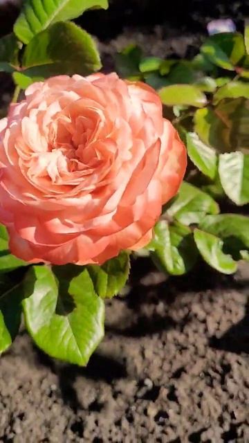Мои красавицы - розы 🌹 смотреть онлайн