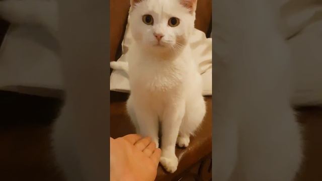 АСЯ. смотреть онлайн
