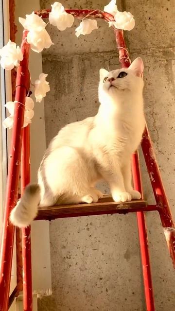 British cat 🐈 Cristal 💎 on balcony. Британская кошка Кристалл на балконе. смотреть онлайн
