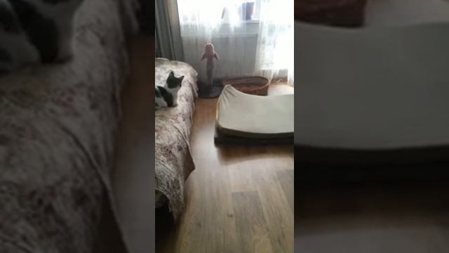 Вы еще не передумали завести котенка? смотреть онлайн