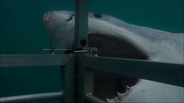Blown To Bits | Jaws Music | Sharks смотреть онлайн