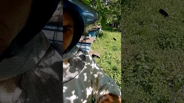 #пчелы #роение #мед2020 #адреналин смотреть онлайн