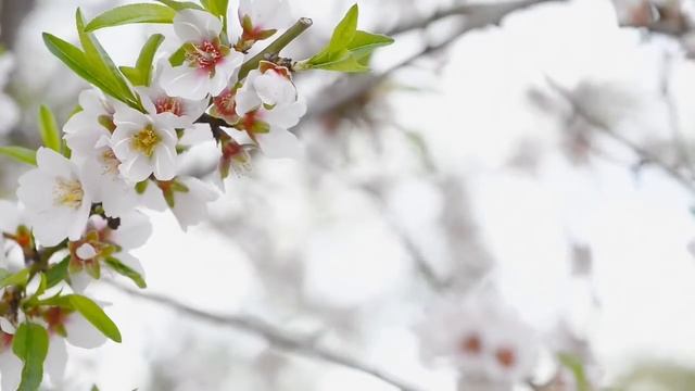 МИНДАЛЬНАЯ СЕРИЯ НАТУРАЛЬНОЙ КОСМЕТИКИ WELEDA ДЛЯ ЛИЦА | ЭКОМАГАЗИН MERGOO (МЕРГО)