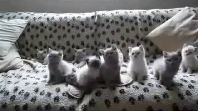 Смешные животные Танцующие котята смотреть онлайн