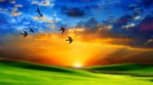 Toshiyuki Kishi  - Flowers in the night sky