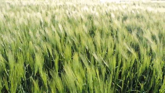 ЯРОВОЙ ЯЧМЕНЬ АВАКС В КОЛОСЕ смотреть онлайн