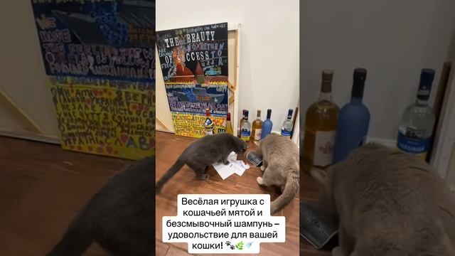 Весёлая игрушка с кошачьей мятой и безсмывочный шампунь – удовольствие для вашей кошки! 🐾🌿🚿 смотреть онлайн