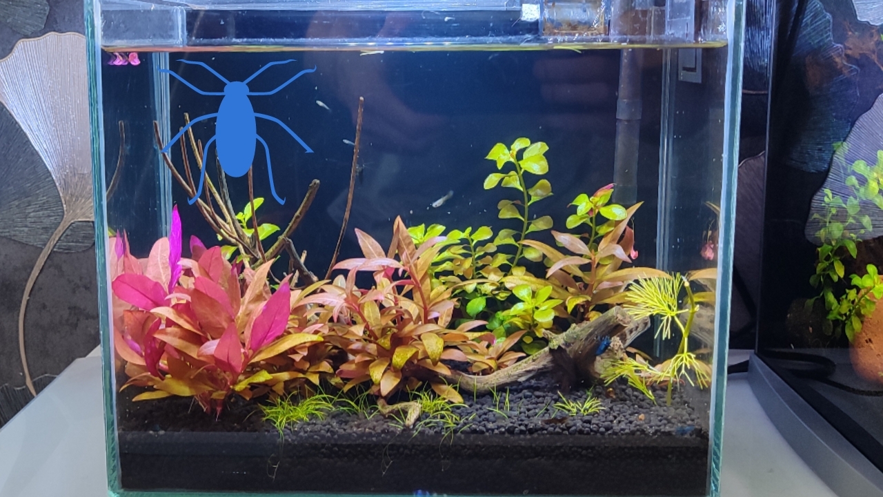 В аквариуме на десять литров завелись блохи. Запустил мальков гуппи