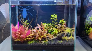 В аквариуме на десять литров завелись блохи. Запустил мальков гуппи