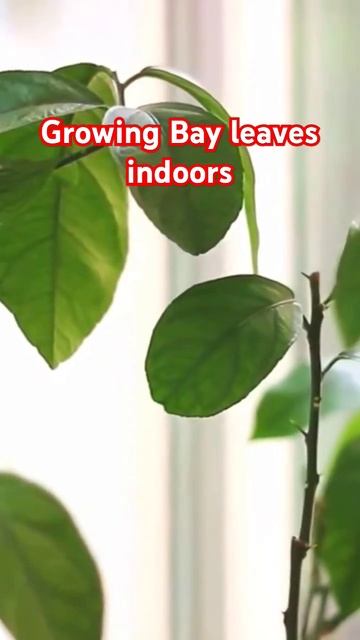 #bayleaves #houseplants #bayleaf #indoorgardening #plantcaretips #howtogrowbayleaves#gardening