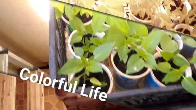 Баклажаны помидоры перцы смотреть онлайн