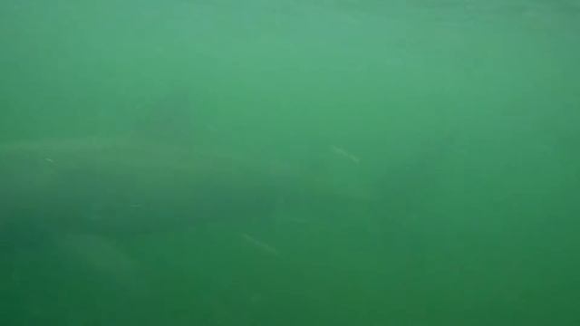 Basking Shark, Isle of Cumbrae - Sept 2010 смотреть онлайн