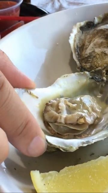 TALABA! (Oyster) #shorts