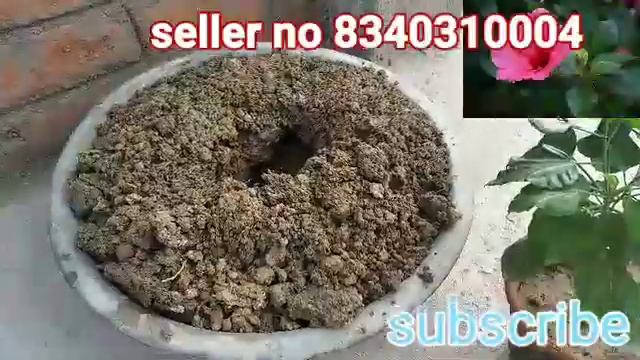 Hibiscus flower, new buy flower hibiscus, how to grow hibiscus, care of hibiscus,