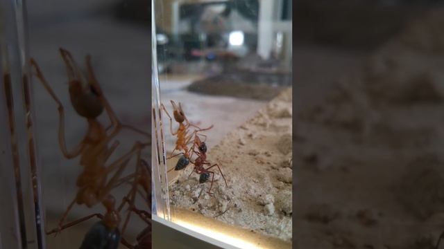 Myrmecia nigriceps смотреть онлайн