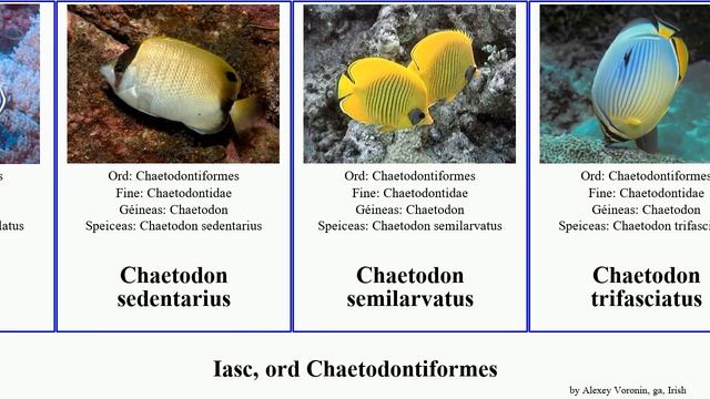 Iasc, ord Chaetodontiformes fish aya speculum selene auriga interruptus ocellatus fasciatus Fuse смотреть онлайн