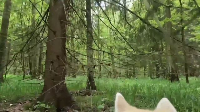 Съёмка от первой морды) смотреть онлайн