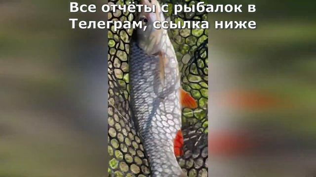 Поймал полкилошного голавля. Рыбалка в Ленинградской области смотреть онлайн