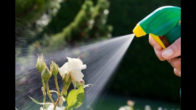 10 способів позбутися попелиці, яка атакує улюблені троянди смотреть онлайн