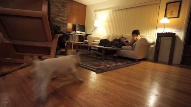 Glory the Miniature Bull Terrier: Our Living Room Every Night. Every Single Night. смотреть онлайн