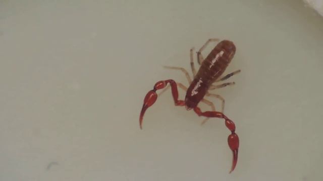 Chthonius tetrachelatus Amiens 140314 смотреть онлайн