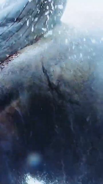 The Meg Best Ever # Shorts смотреть онлайн