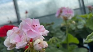 ПЕЛАРГОНИИ ПЕРЕЕХАЛИ ИЗ ДОМА В ТЕПЛИЦУ.  РЕАКЦИЯ НА СТРЕСС И ПЕРВЫЙ ОБЗОР.
